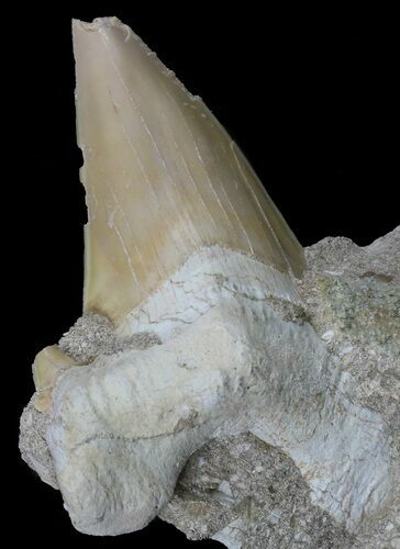 Bargain Otodus Shark Tooth Fossil In Rock - Eocene #60207